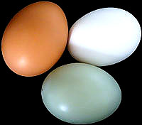 Chicken_eggs.jpg