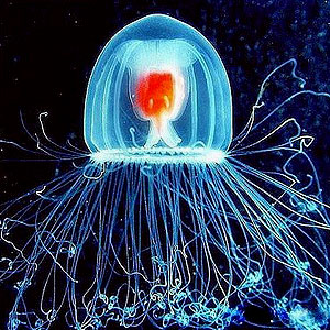 Turritopsis_nutricula_2.jpg