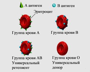 типы крови