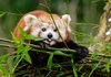 12 интересных фактов о пандах
