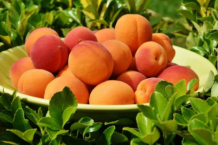 Интересные факты об абрикосовых косточках
