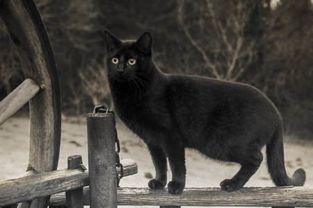 Суеверия и приметы: в чём разница