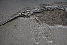 Палеонтологи нашли новое существо