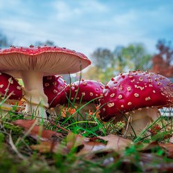 Интересные факты о мухоморах