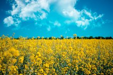 Биотопливо вреднее бензина