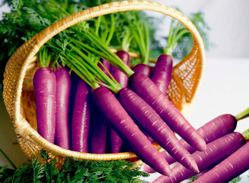 Настоящая морковка - фиолетовая