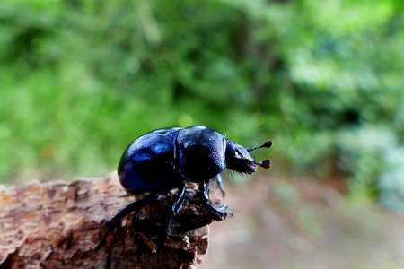 Большие тайны маленького жука