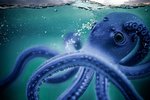 10 удивительных фактов об осьминогах, которые вас точно удивят