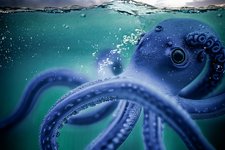 10 удивительных фактов об осьминогах, которые вас точно удивят