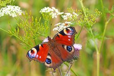 Немного интересных фактов о бабочках