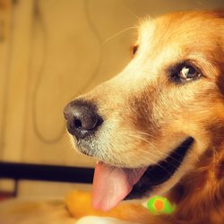 8 удивительных фактов о вашей собаке
