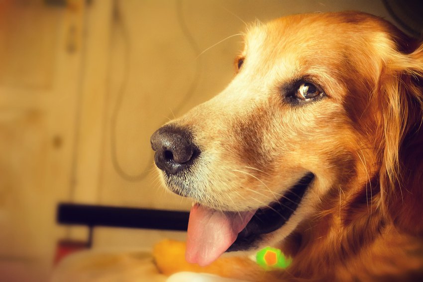 8 удивительных фактов о вашей собаке