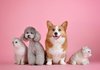 Почему коты мурчат, а собаки нет?