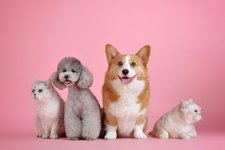 Почему коты мурчат, а собаки нет?