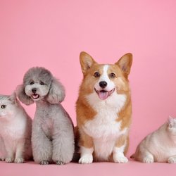 Почему коты мурчат, а собаки нет?