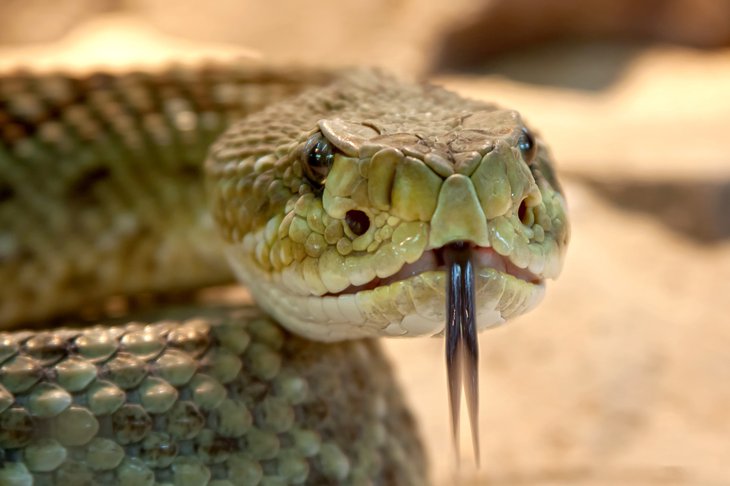 Яд какой змеи наиболее токсичен
