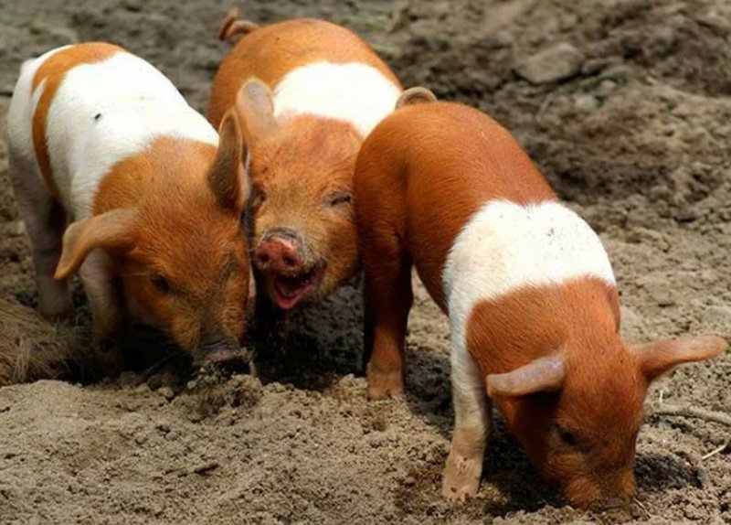 Датская протекстная свинья